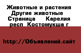 Животные и растения Другие животные - Страница 3 . Карелия респ.,Костомукша г.